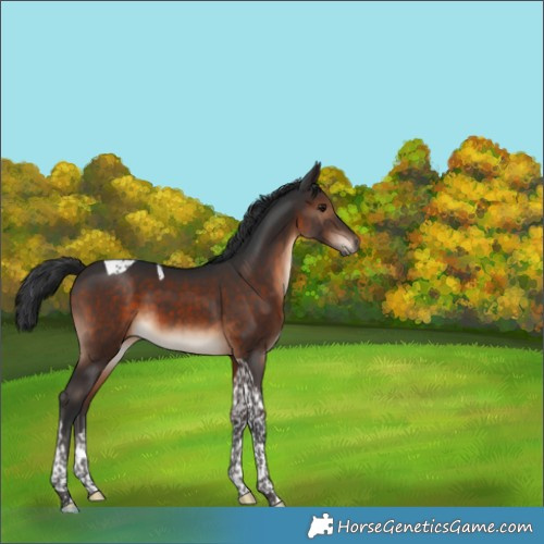 Horse Color:Brown Tobiano 