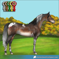 Horse Color:Brown Tobiano 