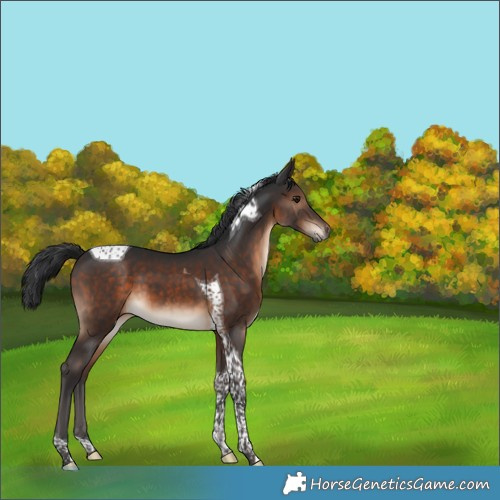 Horse Color:Brown Tobiano 
