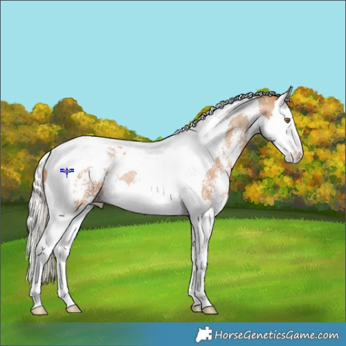 Horse Color:Silver Black Pearl Sabino Splash Tobiano 