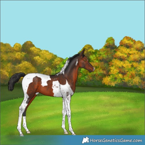 Horse Color:Brown Tobiano 