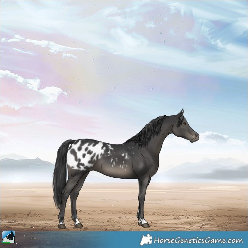 Horse Color:Black Appaloosa