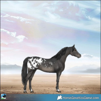 Horse Color:Black Appaloosa 