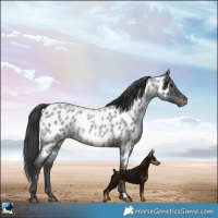 Horse Color:Blue Roan Near Leopard