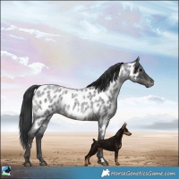 Horse Color:Blue Roan Appaloosa