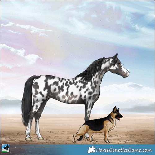 Horse Color:Black Appaloosa 