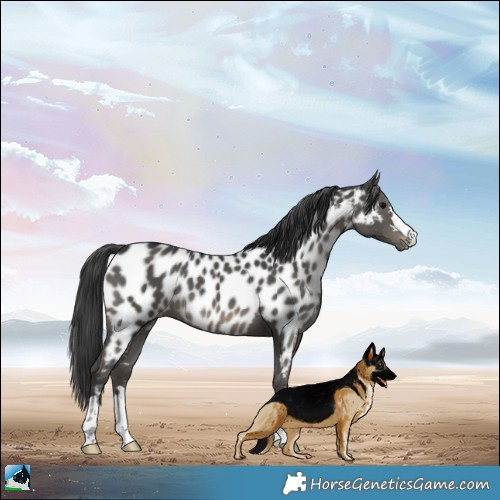 Horse Color:Black Appaloosa