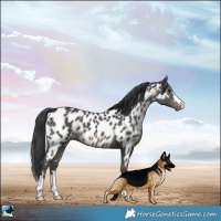 Horse Color:Black Near Leopard 