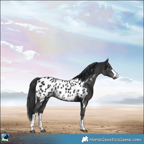 Horse Color:Black Appaloosa