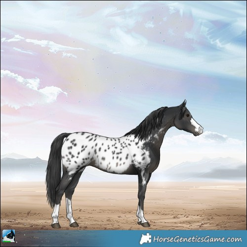 Horse Color:Black Appaloosa