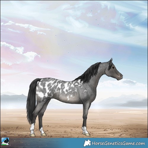 Horse Color:Blue Roan Appaloosa