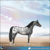 Horse Color:Blue Roan Near Leopard 