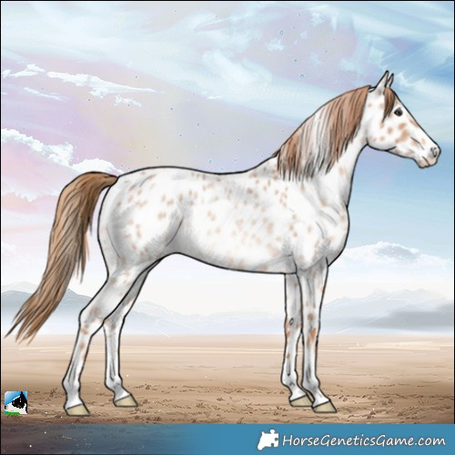 Horse Color:Red Roan Appaloosa 