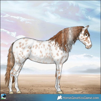 Horse Color:Red Roan Appaloosa