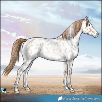 Horse Color:Red Roan Near Leopard