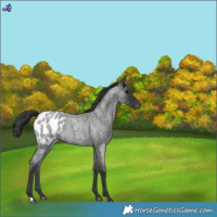 Horse Color:Blue Roan Appaloosa