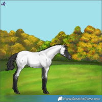 Horse Color:Blue Roan Appaloosa