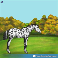 Horse Color:Black Appaloosa