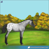 Horse Color:Blue Roan Appaloosa