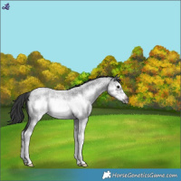 Horse Color:Blue Roan Splash Frame