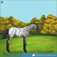 Horse Color:Blue Roan Appaloosa 