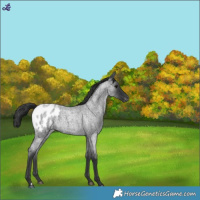 Horse Color:Blue Roan Appaloosa 