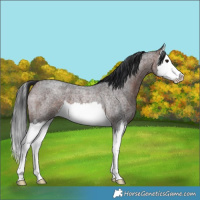 Horse Color:Brown Roan Splash 