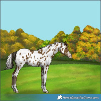 Horse Color:Gray White Spotted Classic Cream Champagne Appaloosa