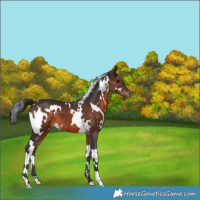 Horse Color:White Spotted Brown 