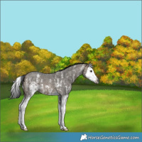 Horse Color:Gray Brown Dun Sabino Splash