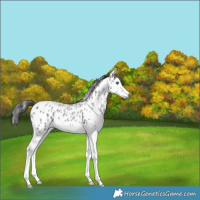 Horse Color:Gray Blue Roan Sabino Splash Leopard 