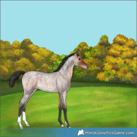Horse Color:Brown Roan 
