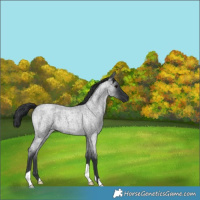 Horse Color:Blue Roan 
