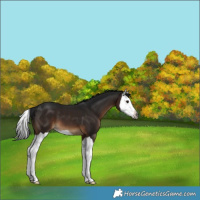 Horse Color:Gray Brown Splash 