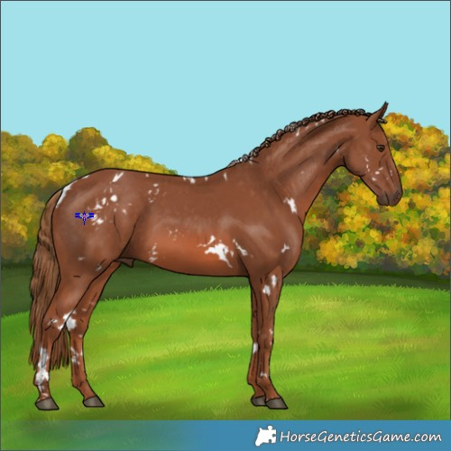 Horse Color:White Spotted Chestnut 