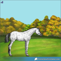 Horse Color:Blue Roan Near Leopard 