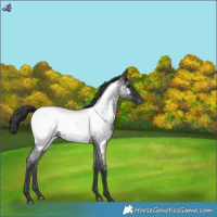 Horse Color:Blue Roan Appaloosa 