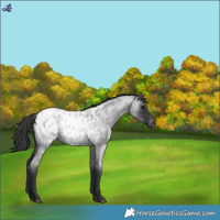 Horse Color:Blue Roan Appaloosa