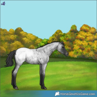 Horse Color:Blue Roan Snowcap