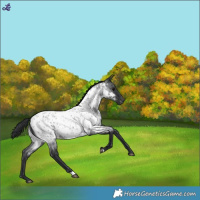 Horse Color:Blue Roan Near Leopard 