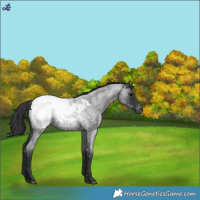 Horse Color:Blue Roan Snowcap 