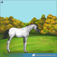 Horse Color:Blue Roan Tobiano Appaloosa