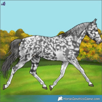 Horse Color:Black Tobiano Blanket 