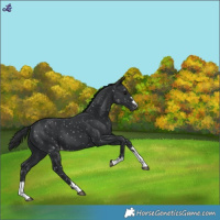 Horse Color:Black Appaloosa