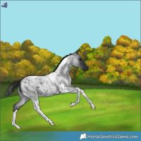 Horse Color:Blue Roan Tobiano