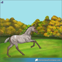 Horse Color:Silver Blue Roan Appaloosa