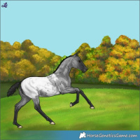 Horse Color:Blue Roan Snowcap 