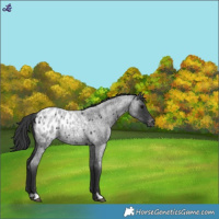 Horse Color:Blue Roan Appaloosa Rabicano 