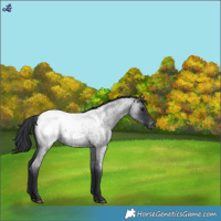 Horse Color:Blue Roan Snowcap 
