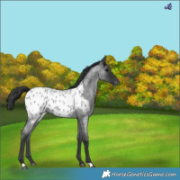 Horse Color:Blue Roan Blanket 